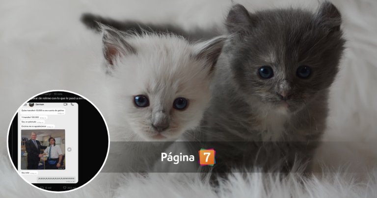 Joven donó más dinero por error a un refugio para ayudar a un gatito: respuesta lo dejó sin palabras