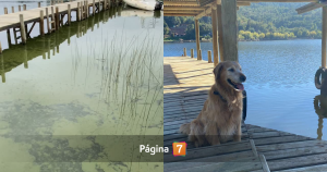 "Bacteria asesina" en Lago Vichuquén: reportan muerte de perros tras bañarse en las verdes aguas