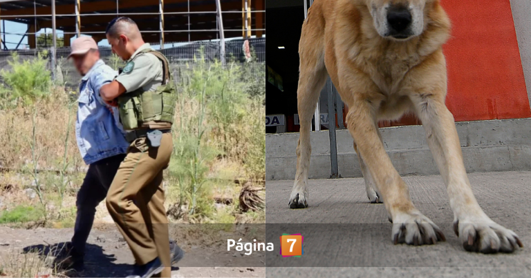 Horror en Coronel: detienen a hombre acusado de abusar sexualmente de un perro callejero