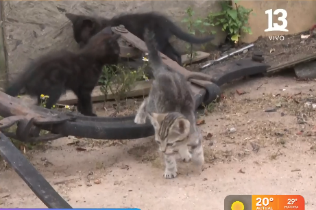 Animales quedaron damnificados tras incendio en Melipilla: perros y gatos bebés en las cenizas