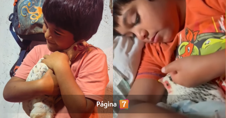 La historia del niño que le pidió una gallina al Viejito Pascuero: ave viajó 12 horas hasta la isla