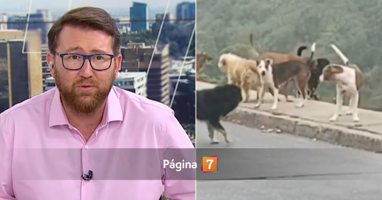 Denuncian que adulta mayor fue brutalmente atacada por perros en Valparaíso: sufrió 25 mordeduras