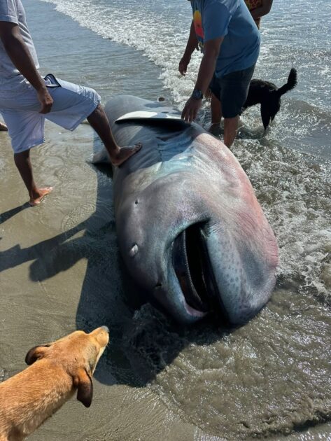 “Lo hicieron ceviche”: tiburón "más raro del planeta" fue visto en Perú, pero terminó fileteado