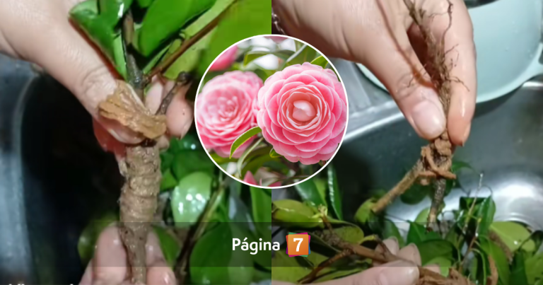 Vecinos alertan por insólita estafa con plantas en Viña del Mar: 