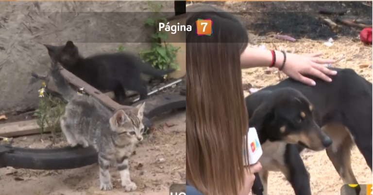 Animales quedaron damnificados tras incendio en Melipilla: perros y gatos bebés en las cenizas