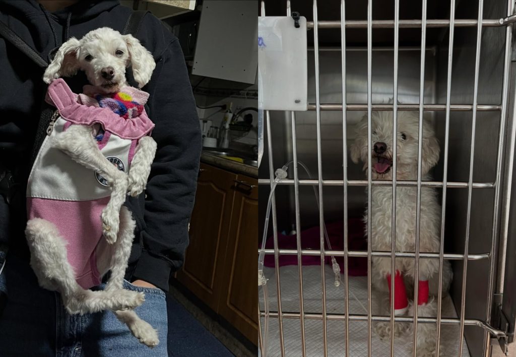 Piden ayuda para Blanca, la perrita del viral "Sácala de ahí, se está quemando": enfrenta grave condición