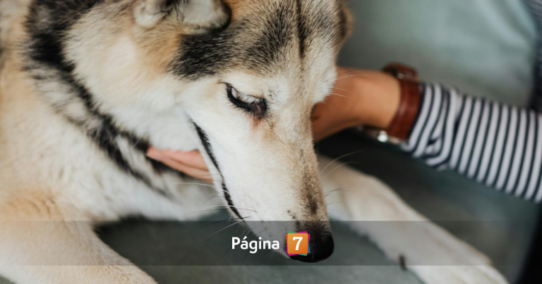 Fuegos artificiales y mascotas: expertos entregan tips para contener a perros y gatos en Año Nuevo