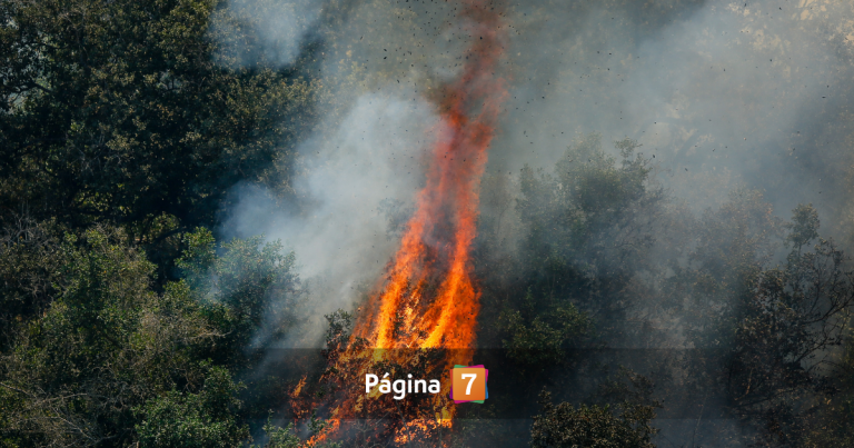Alerta Roja en Pichidegua por incendio forestal: evacúan sector tras envío de alerta SAE