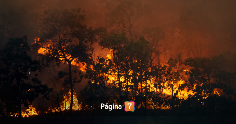 Alerta por incendios forestales: Conaf reporta 10 en combate y 2 mil hectáreas afectadas