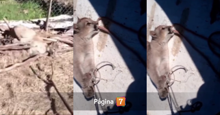 Denuncian brutal caso de maltrato animal en Cochamó: encadenaron a puma y lanzaron sus crías al río