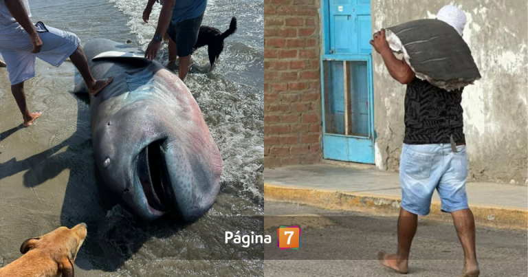 “Lo hicieron ceviche”: tiburón 