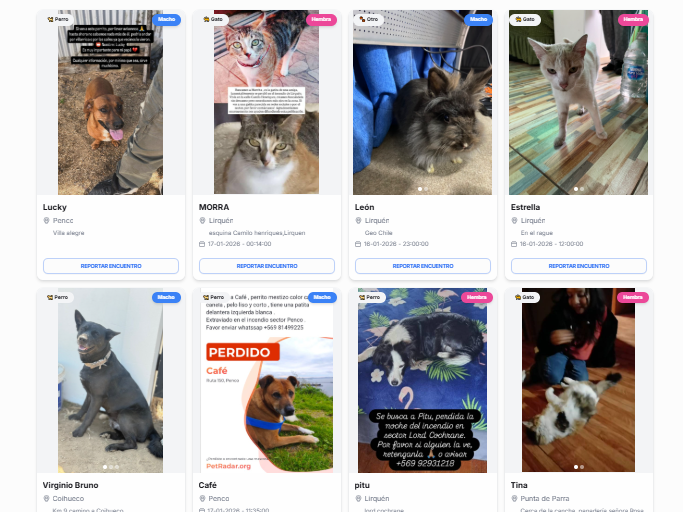 Así funciona Animalesperdidos.cl, la plataforma solidaria para mascotas extraviadas por el fuego