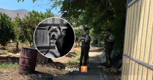 Frente a sus hijos adulto mayor murió tras feroz ataque de perro pitbull en Melipilla
