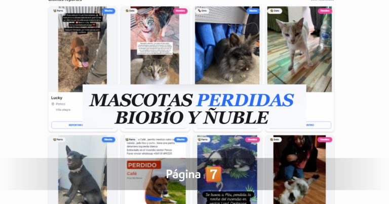 Así funciona Animalesperdidos.cl, la plataforma para encontrar mascotas extraviadas tras incendios