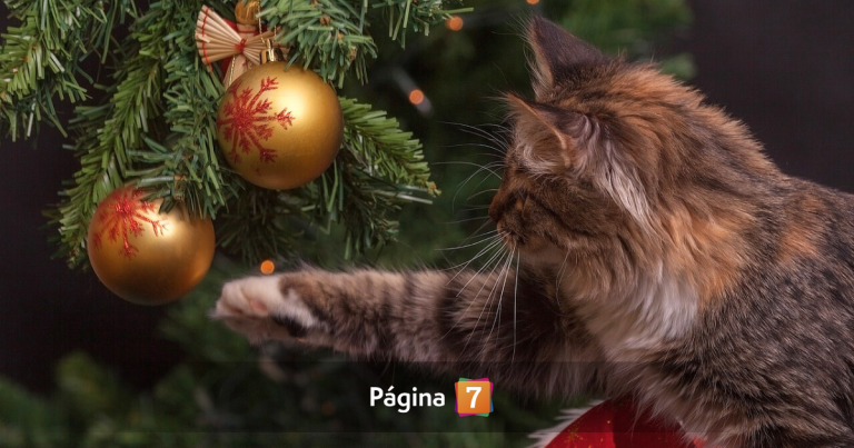 ¿Cuándo se desarma el árbol de Navidad? Estas son las fechas según la tradición cristiana