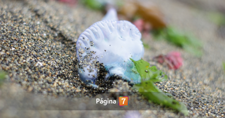 ¿Qué hacer si veo una fragata portuguesa en la playa?: especie ya apareció en las costas chilenas