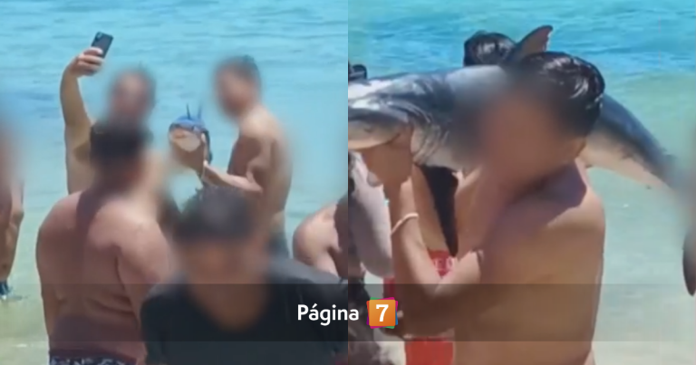 Veraneantes se fotografiaron con tiburón como 'trofeo' en El Quisco: no lo devolvieron al mar